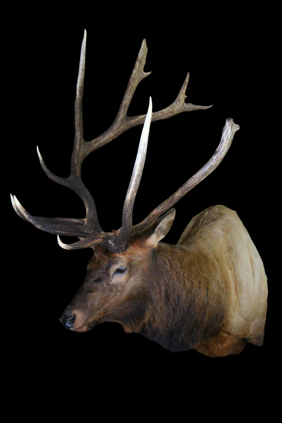Elk Bull SM2.jpg