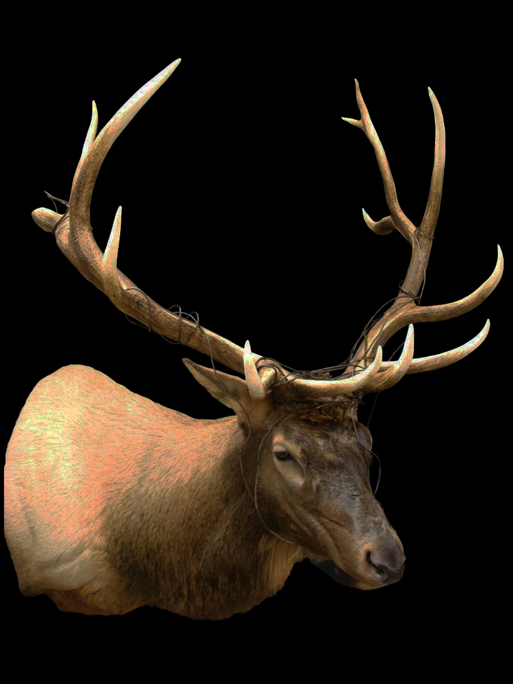 Elk Bull SM3.jpg