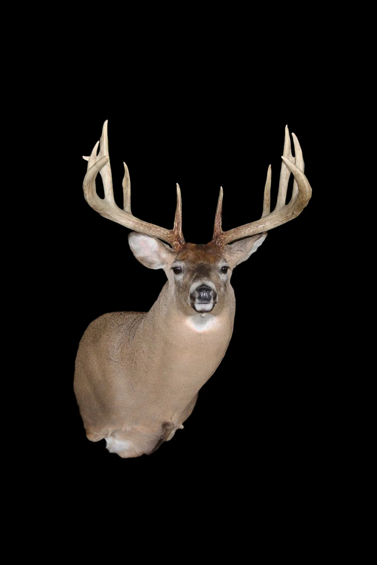 Whitetail Buck SM5.jpg