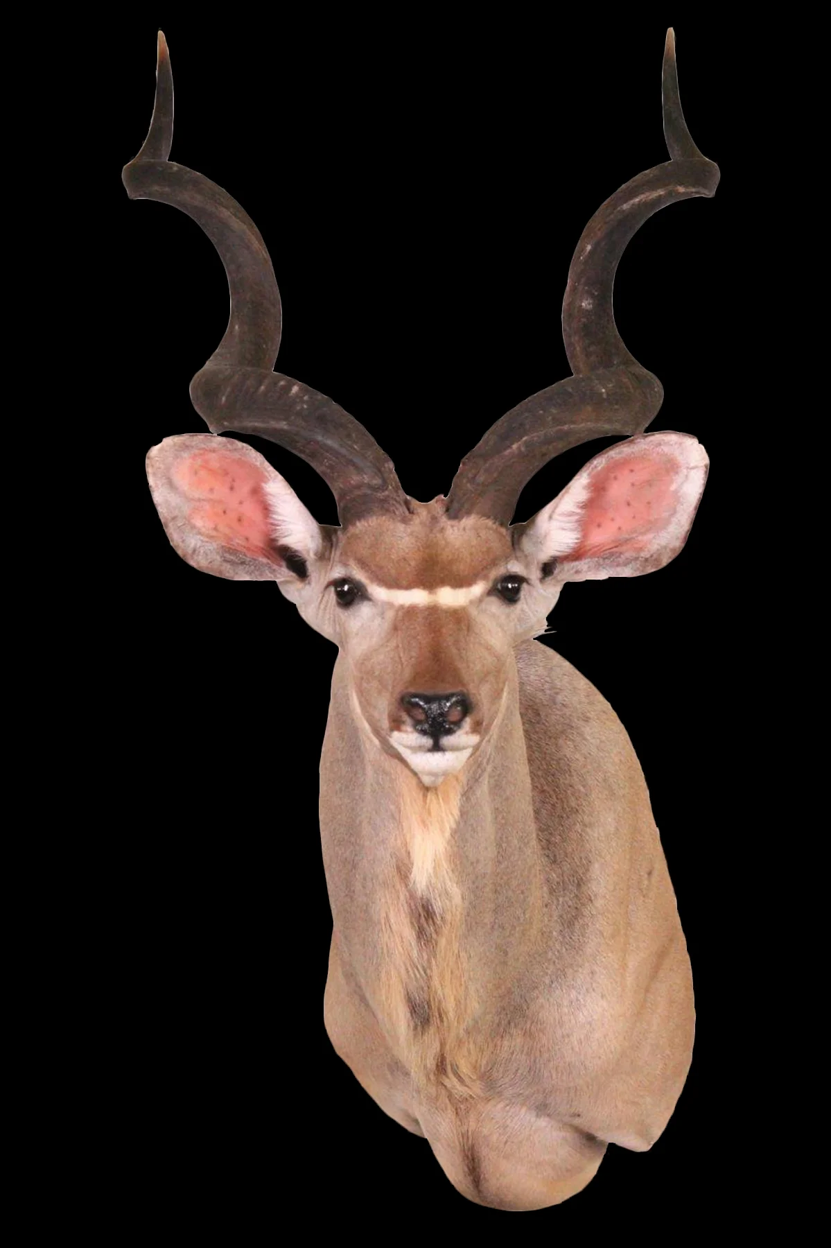 Greater Kudu 2.jpg