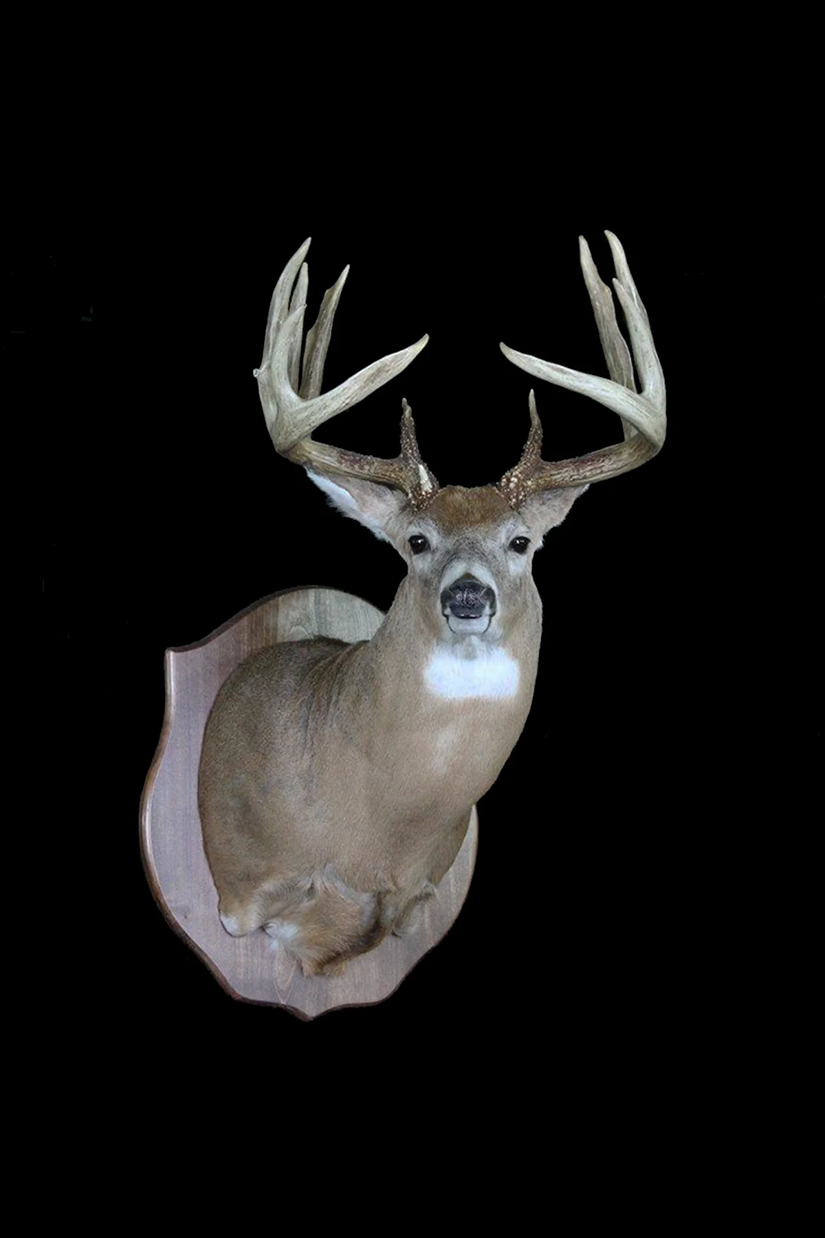 Whitetail Buck SM6.jpg