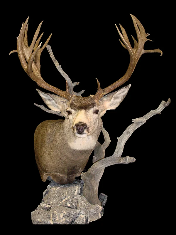 Mule Buck 1.jpg