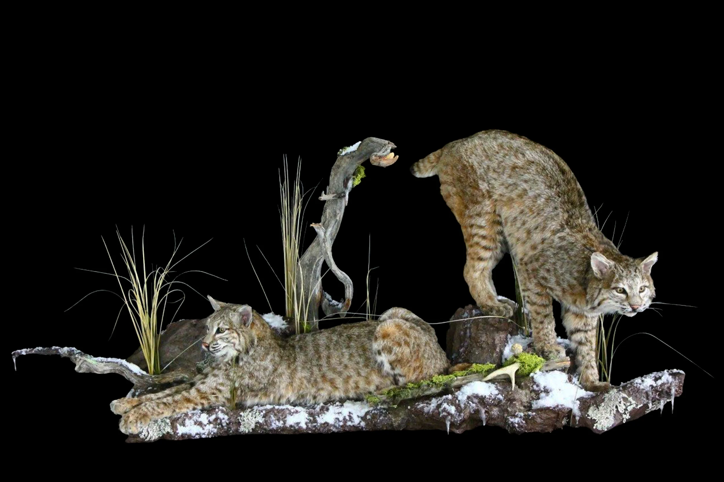 Bobcats 1.jpg