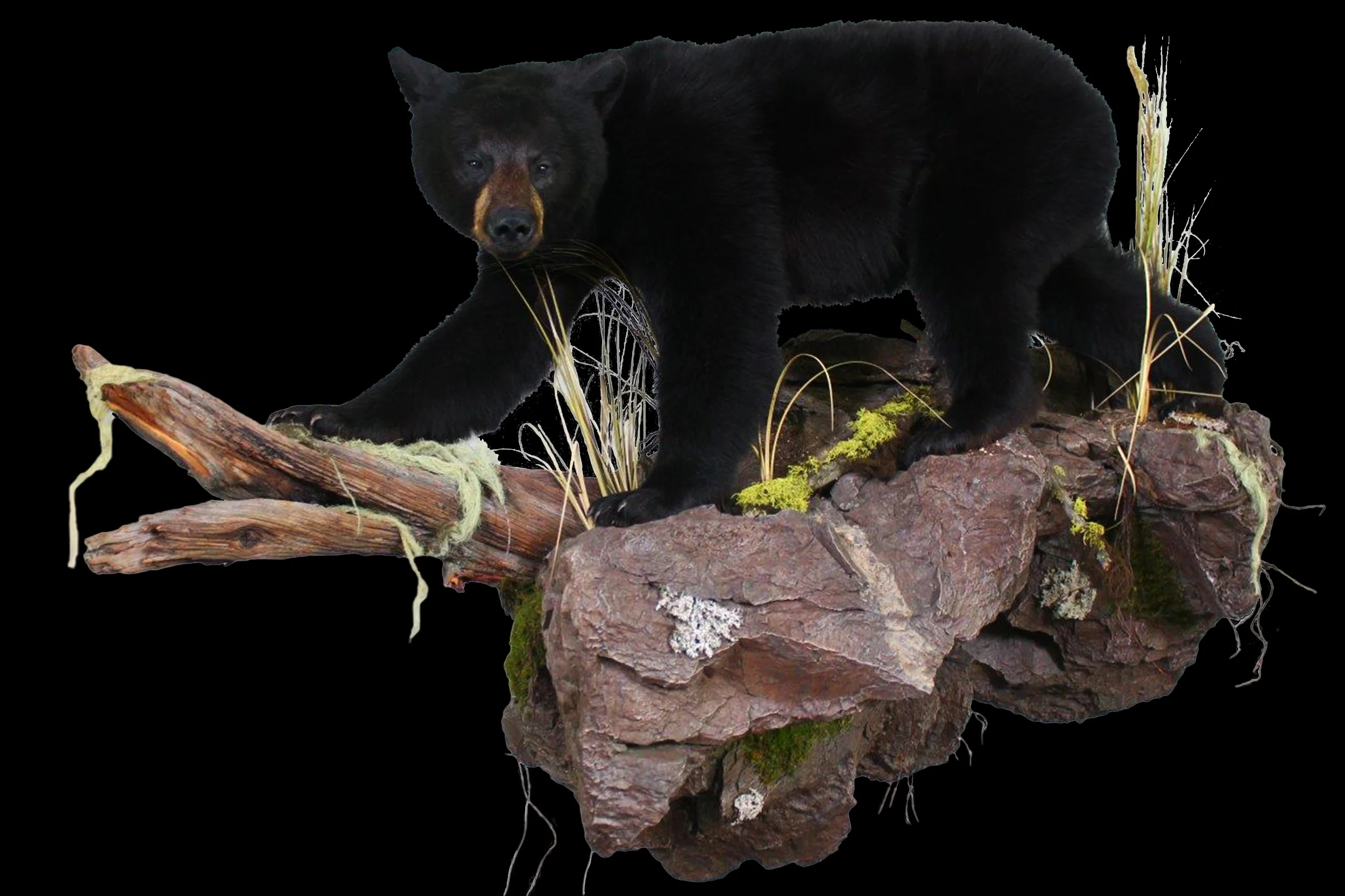 Black Bear 1.jpg