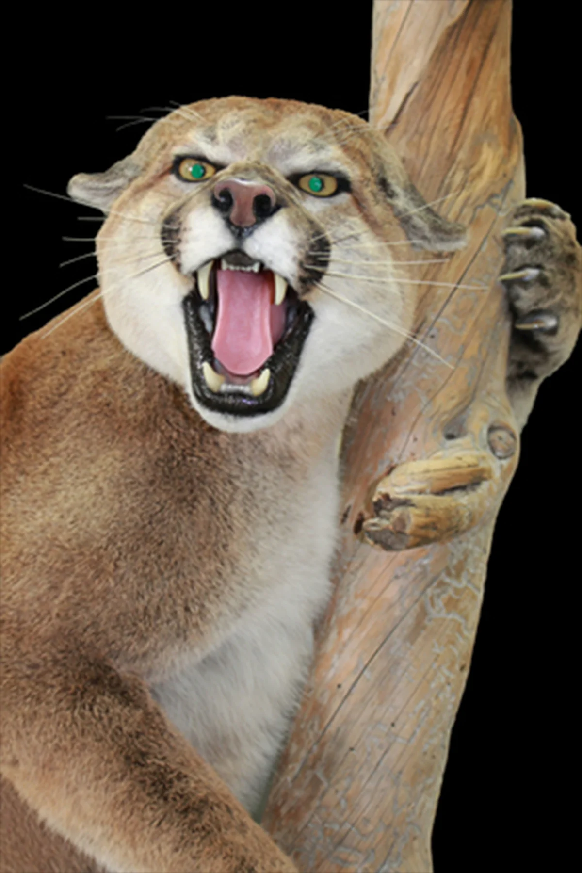Mountain Lion 1 (3).jpg