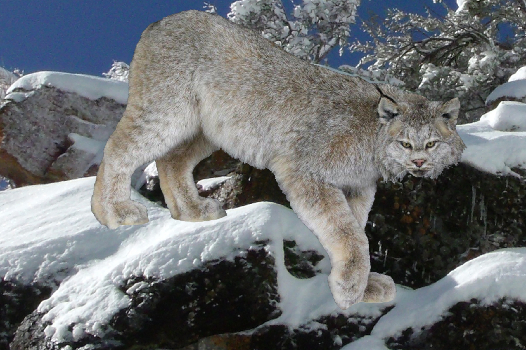Lynx.jpg