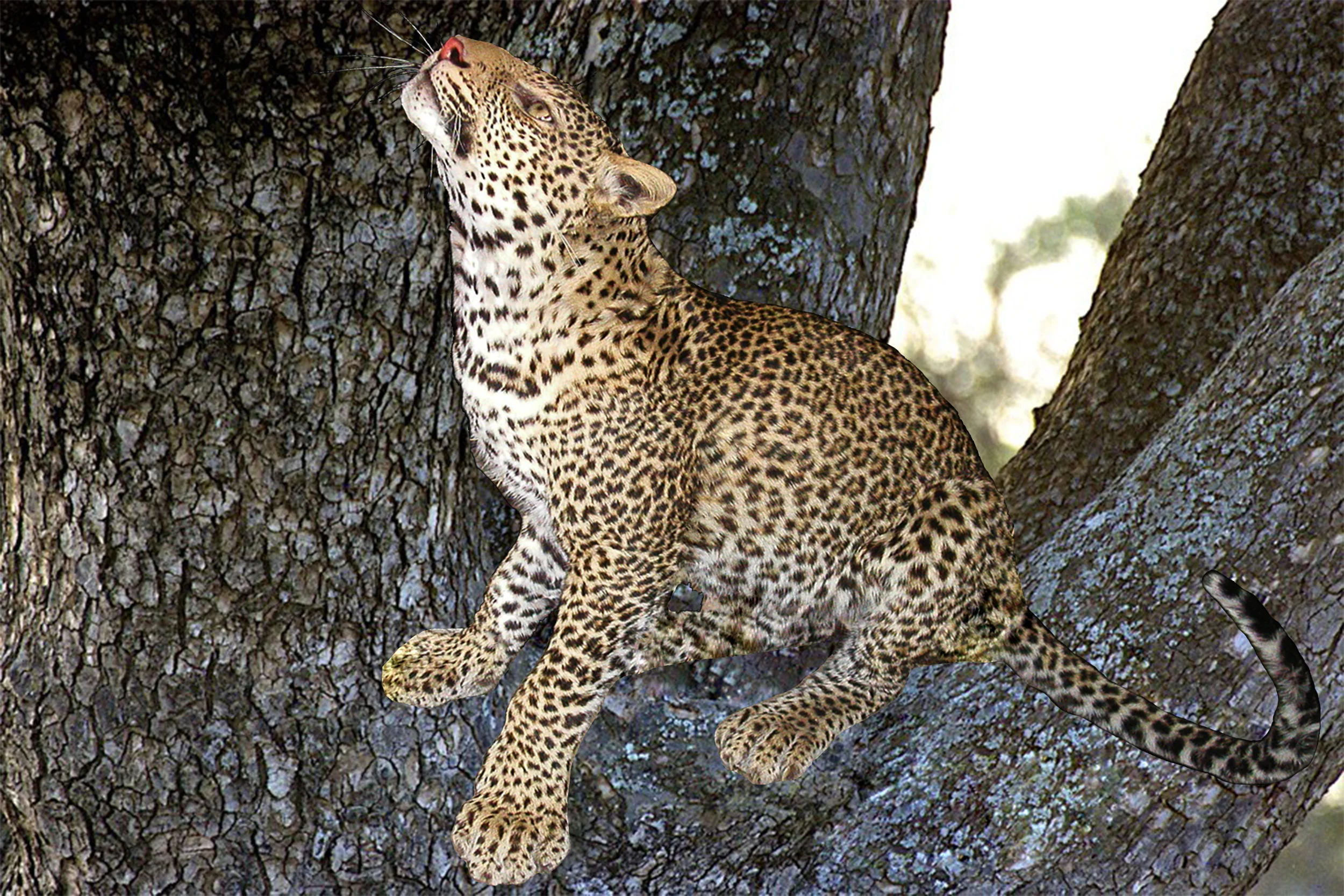 Leopard In Tree.jpg