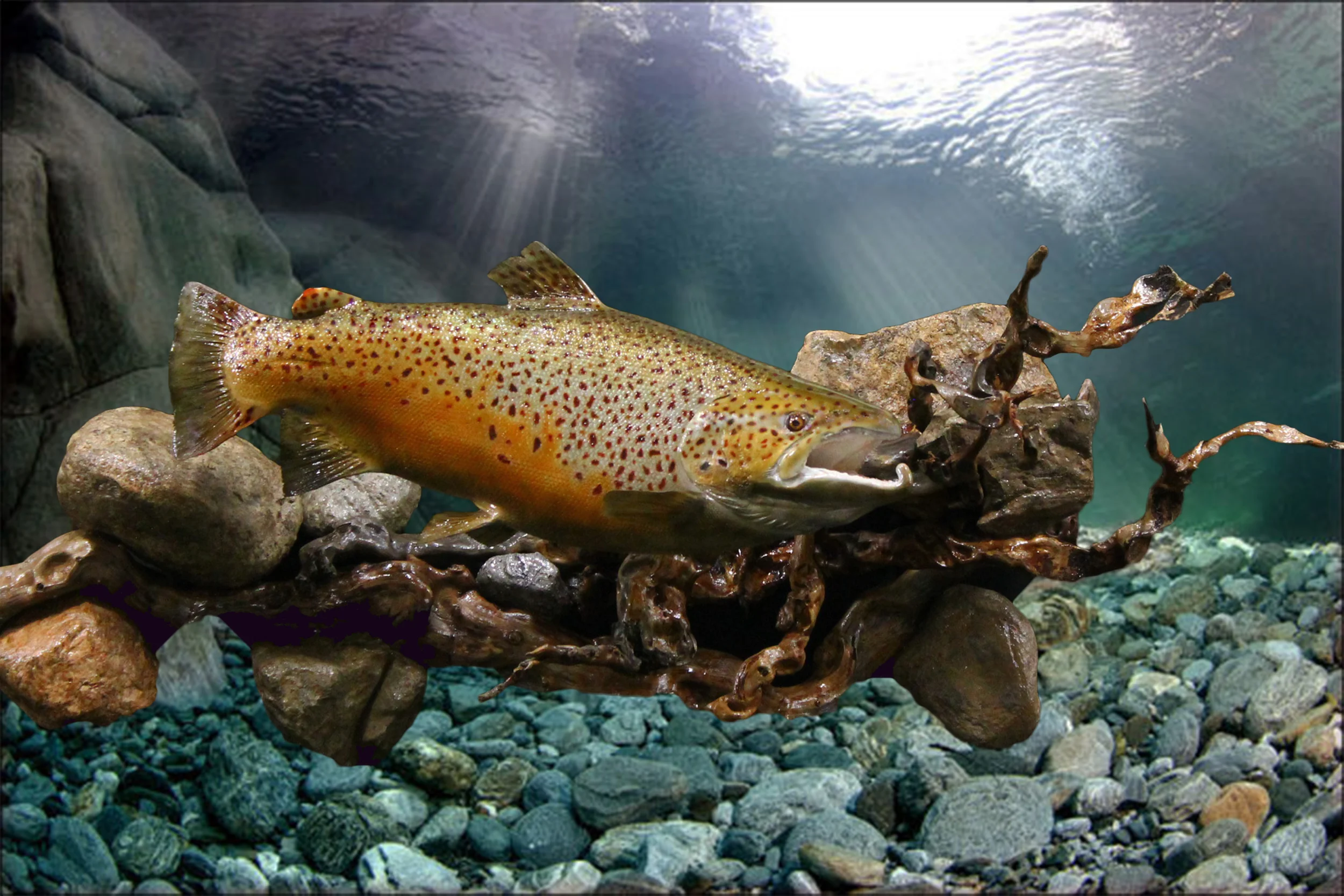 Fish 11.jpg