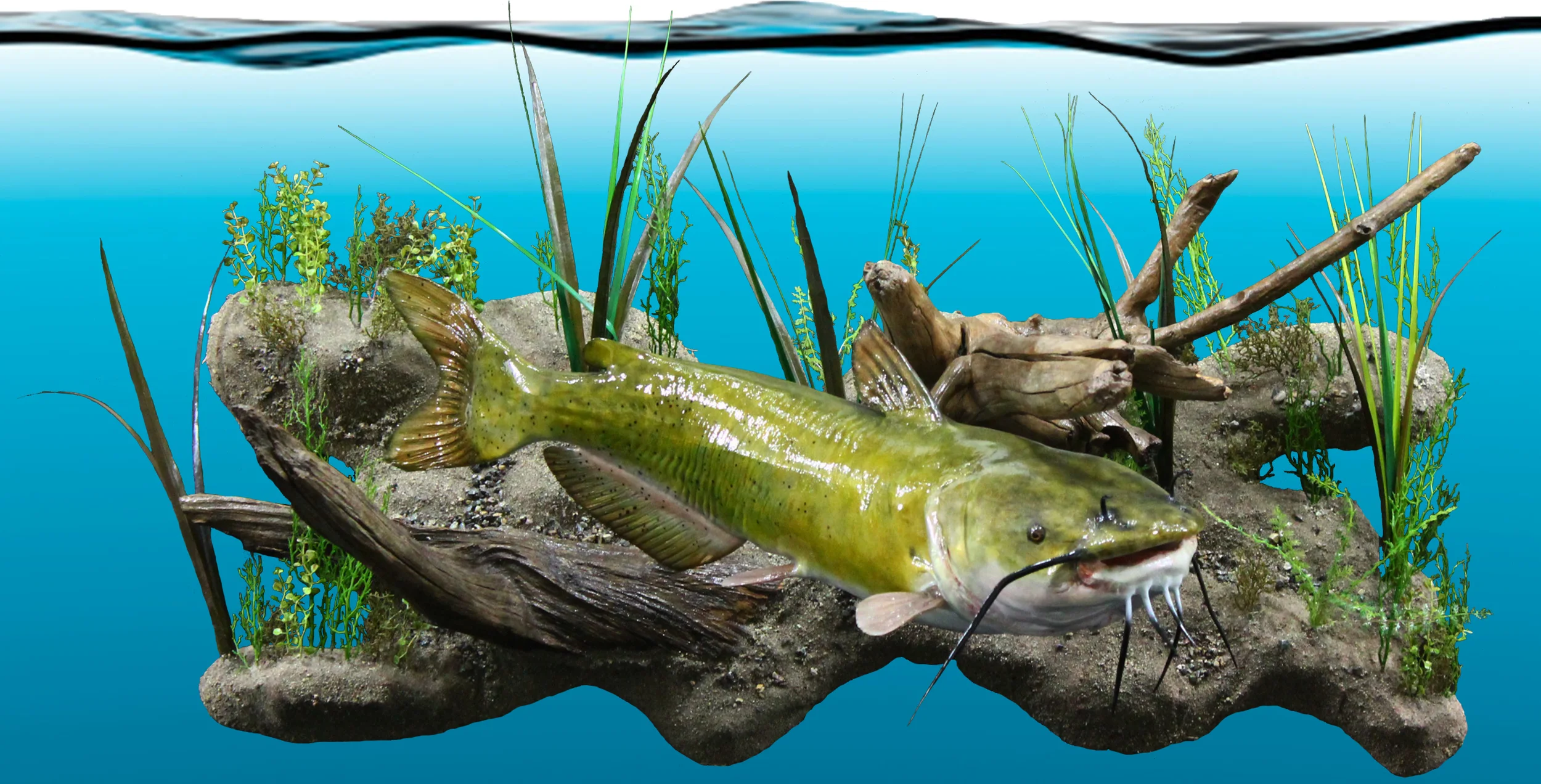 Fish 1.jpg