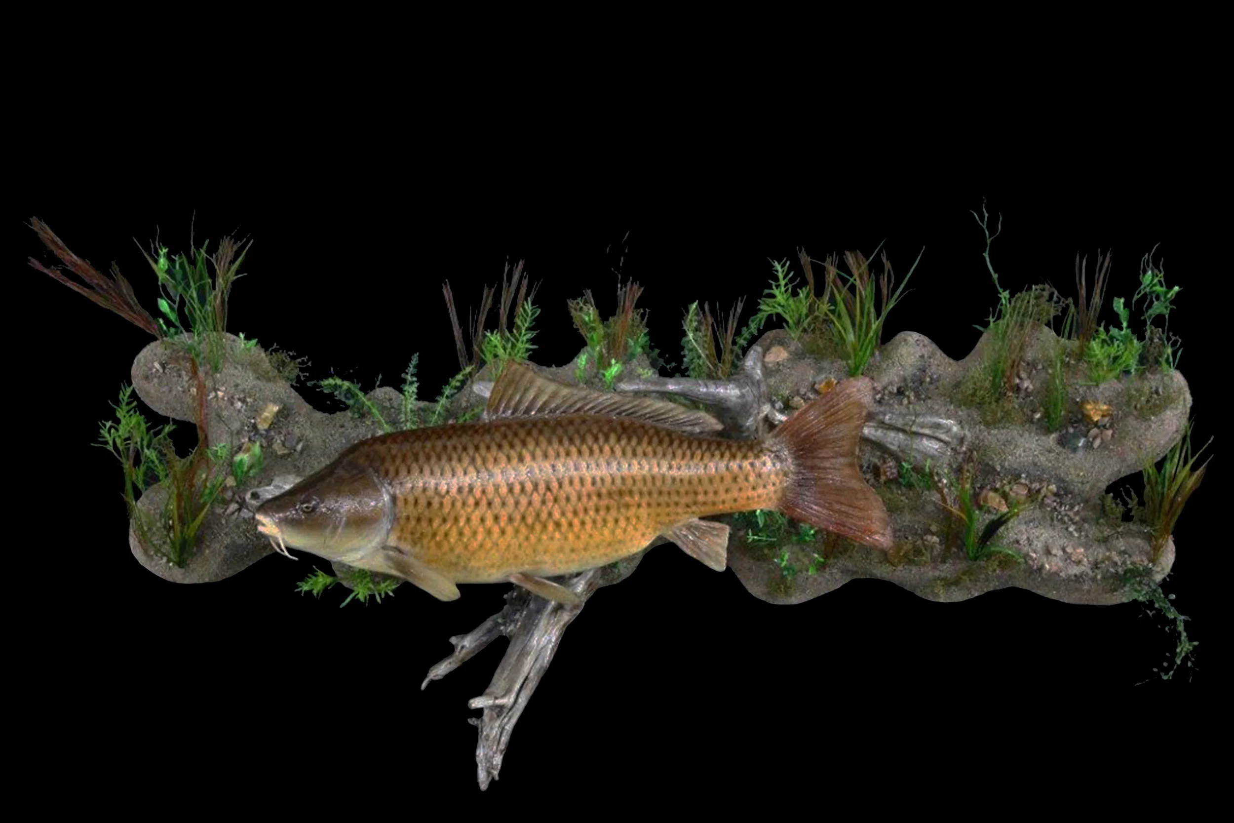Fish 4.jpg