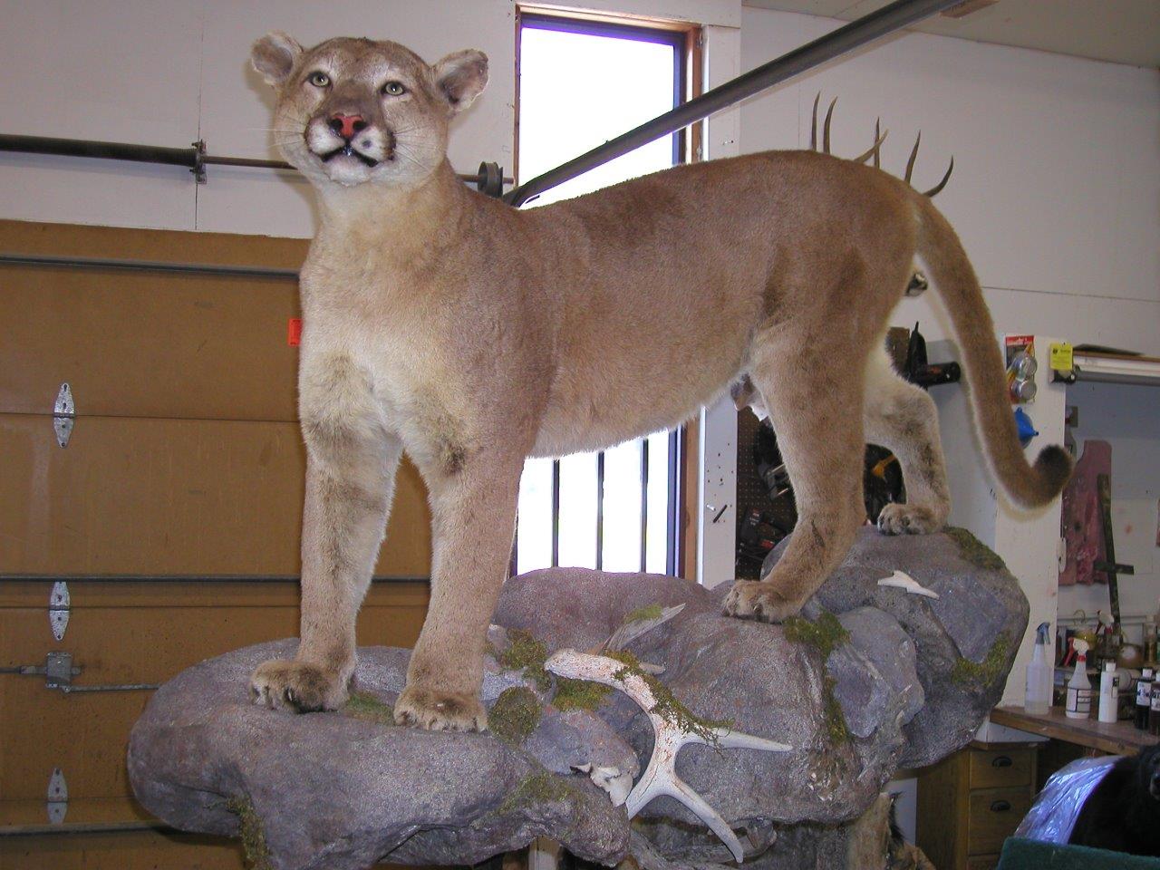 Mountain Lion Restored