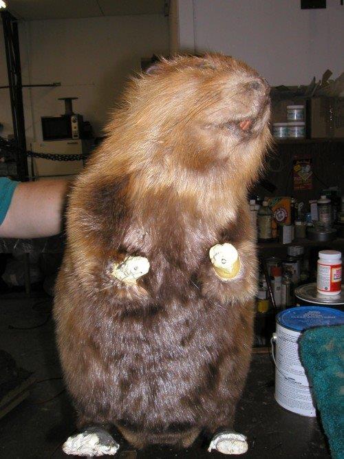 Beaver Damaged due to Pets