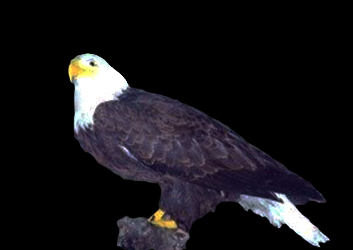 Cleaned and Restored Eagle