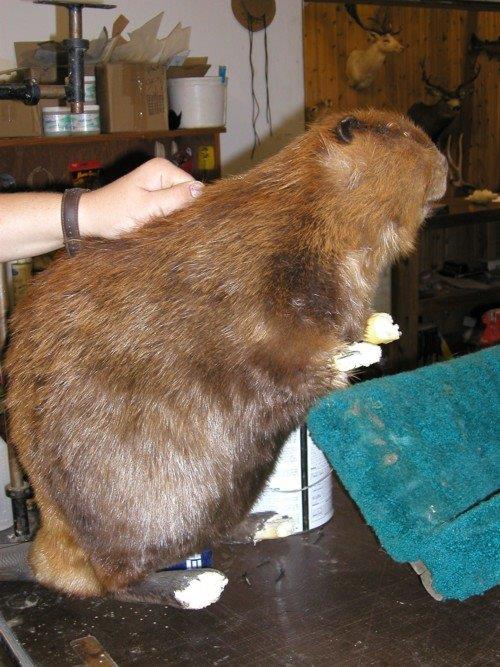 Beaver Damaged due to Pets