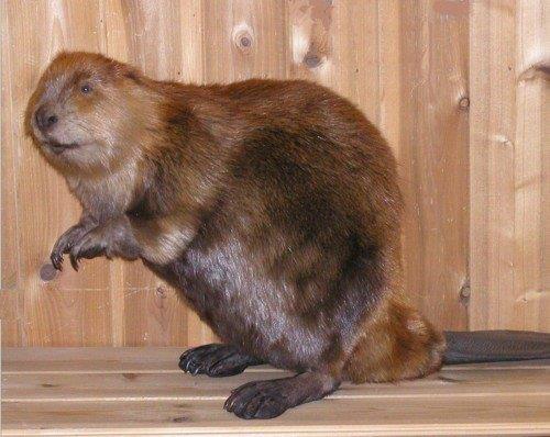 Restored Beaver