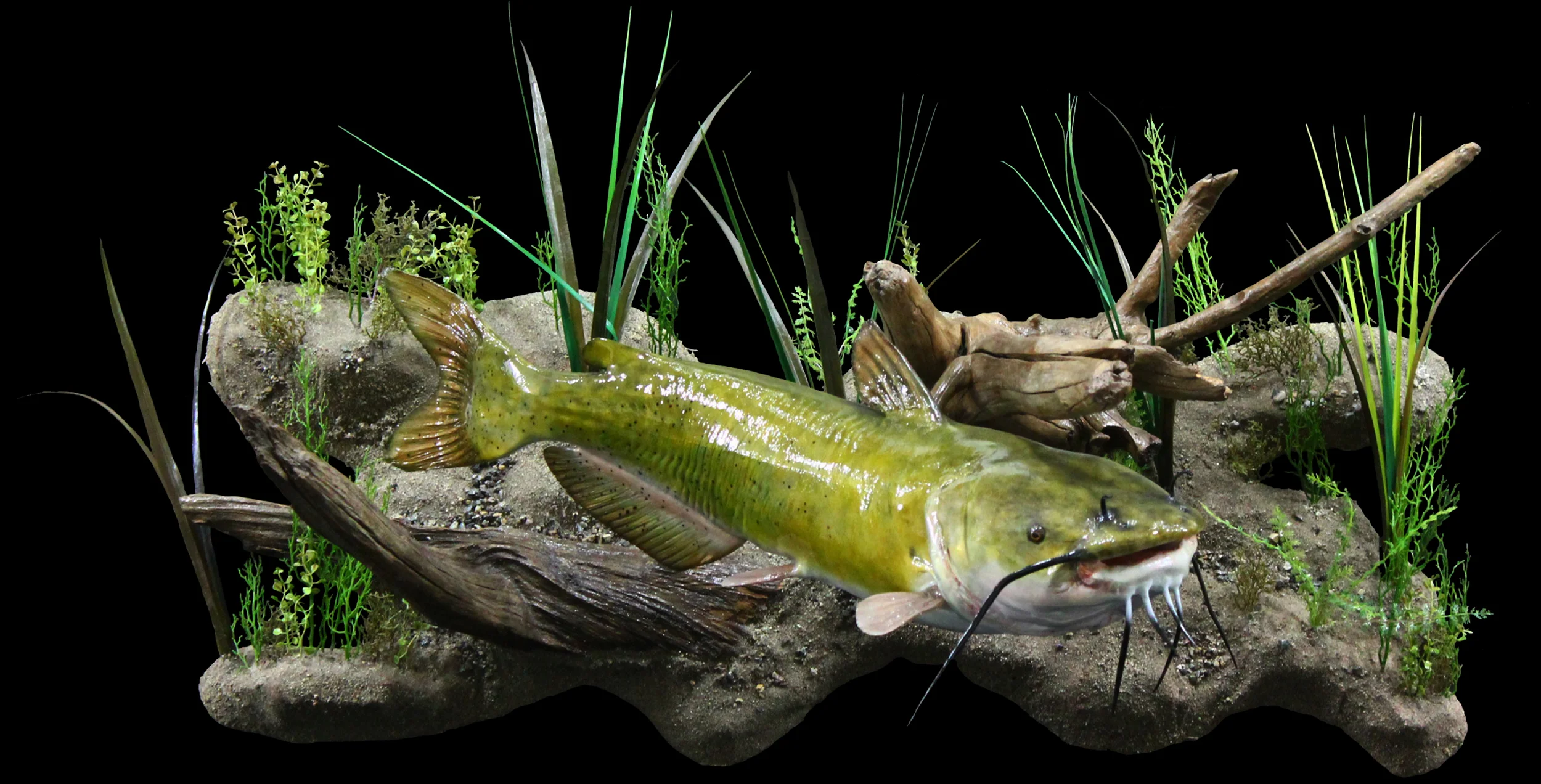Channel Catfish — WILDLIFE RECAPTURE TAXIDERMY