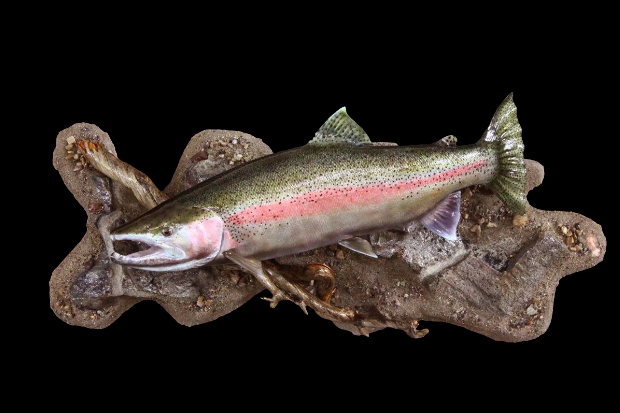 Steelhead Trout — WILDLIFE RECAPTURE TAXIDERMY