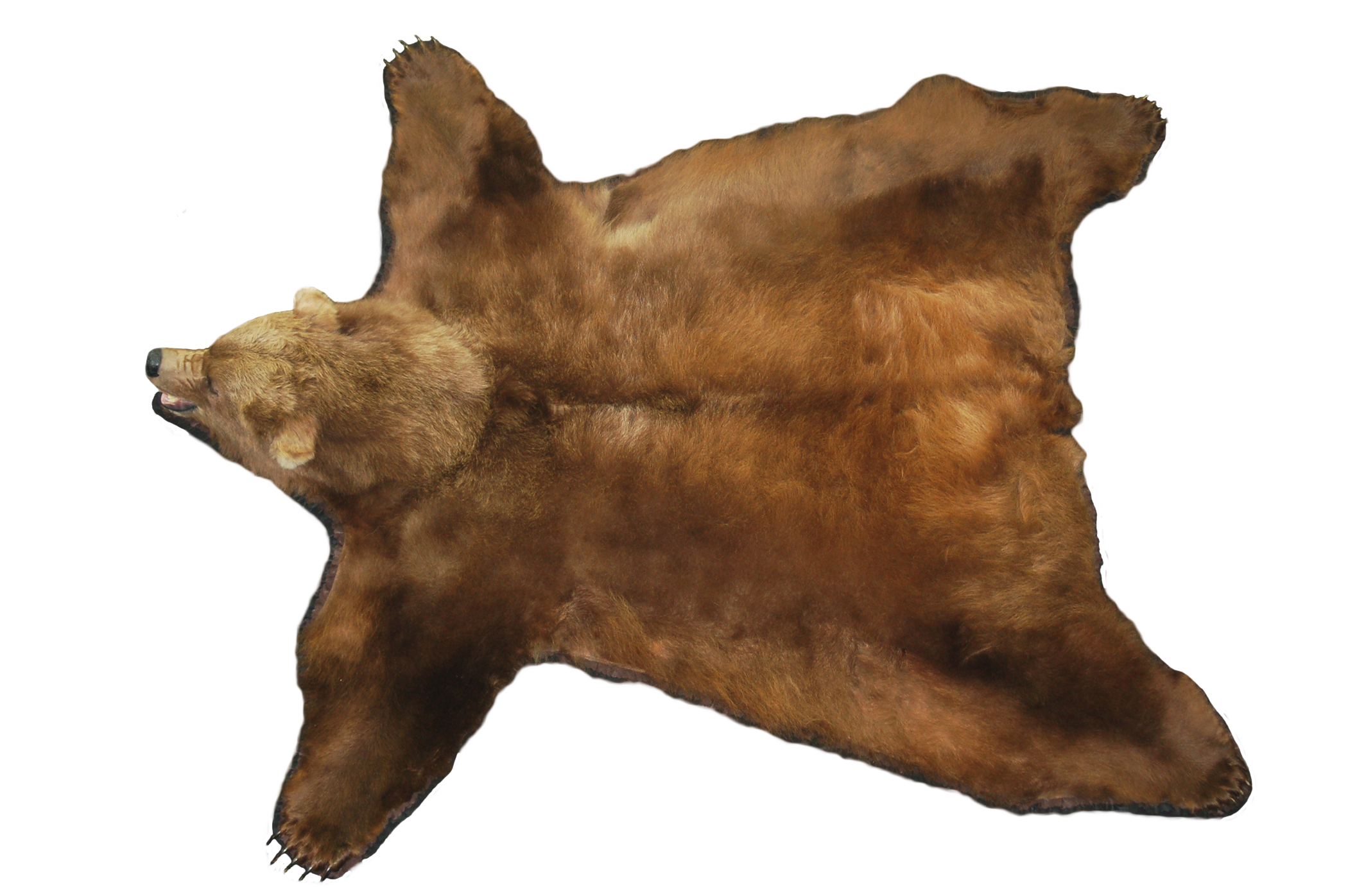 Bear Rug Top View.png