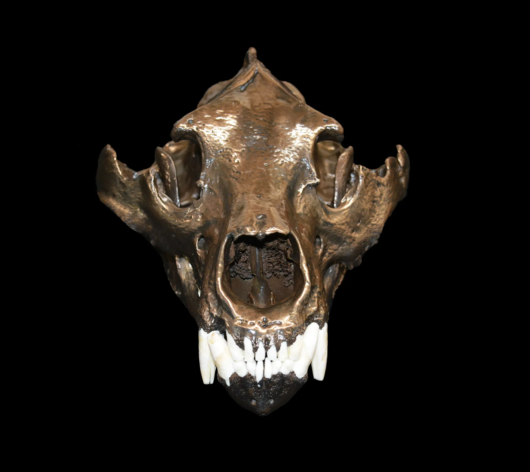 Grizzly Skull