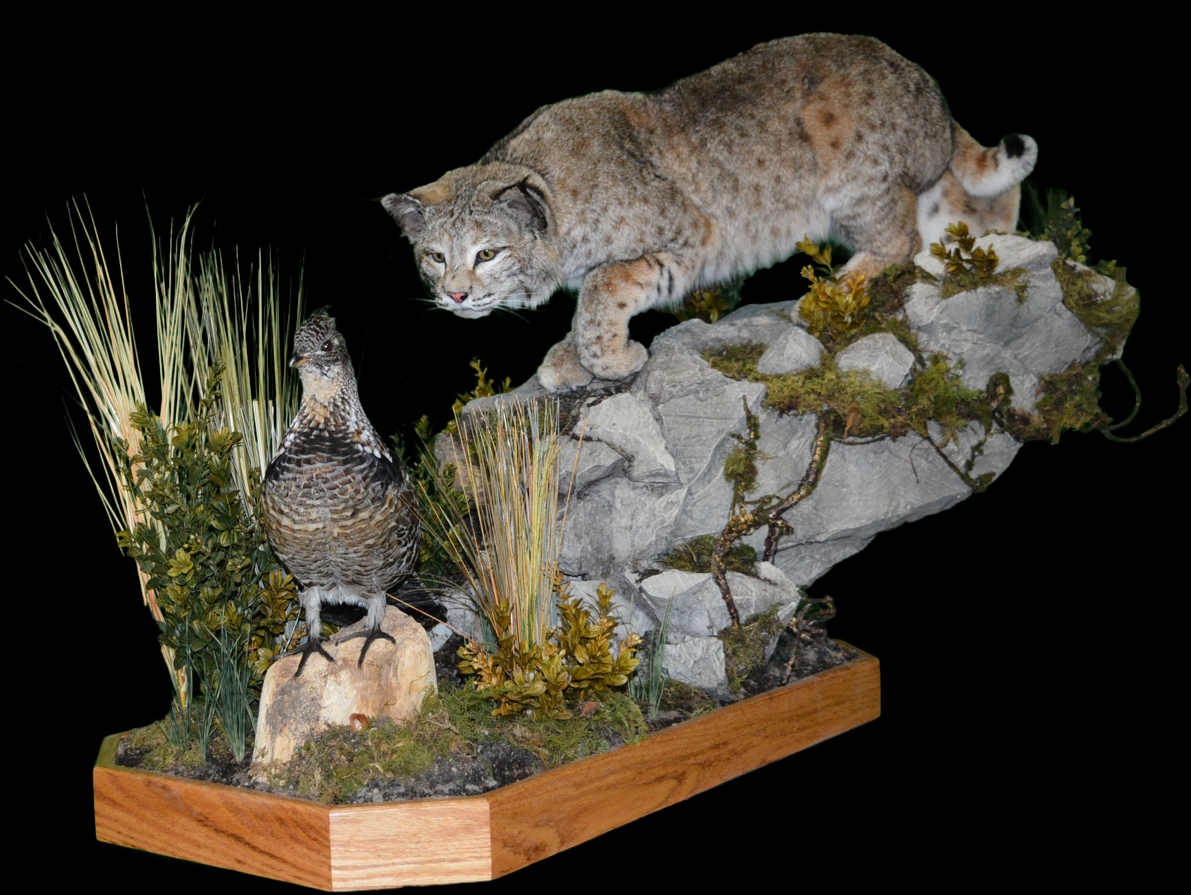 Bobcat