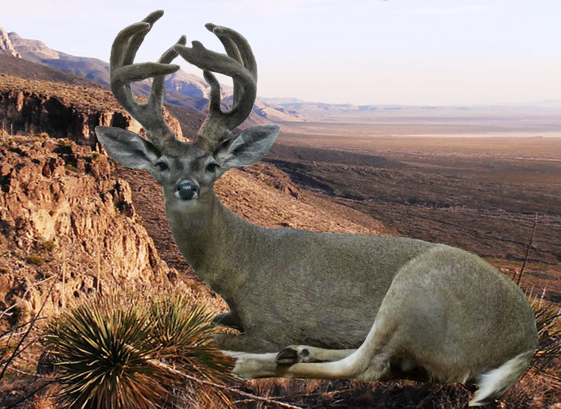 Couse Deer.jpg