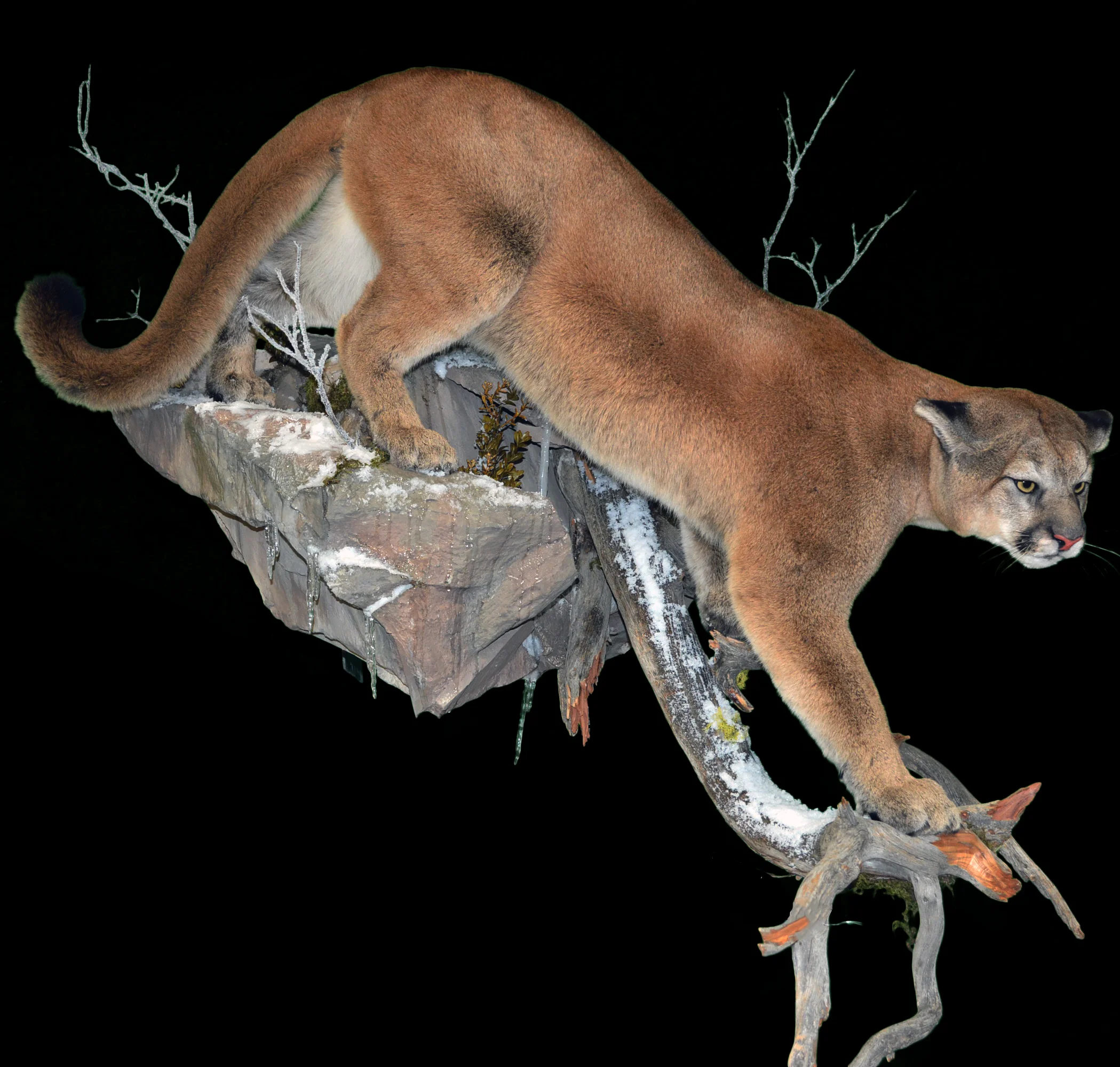 Mountain Lion 1.jpg