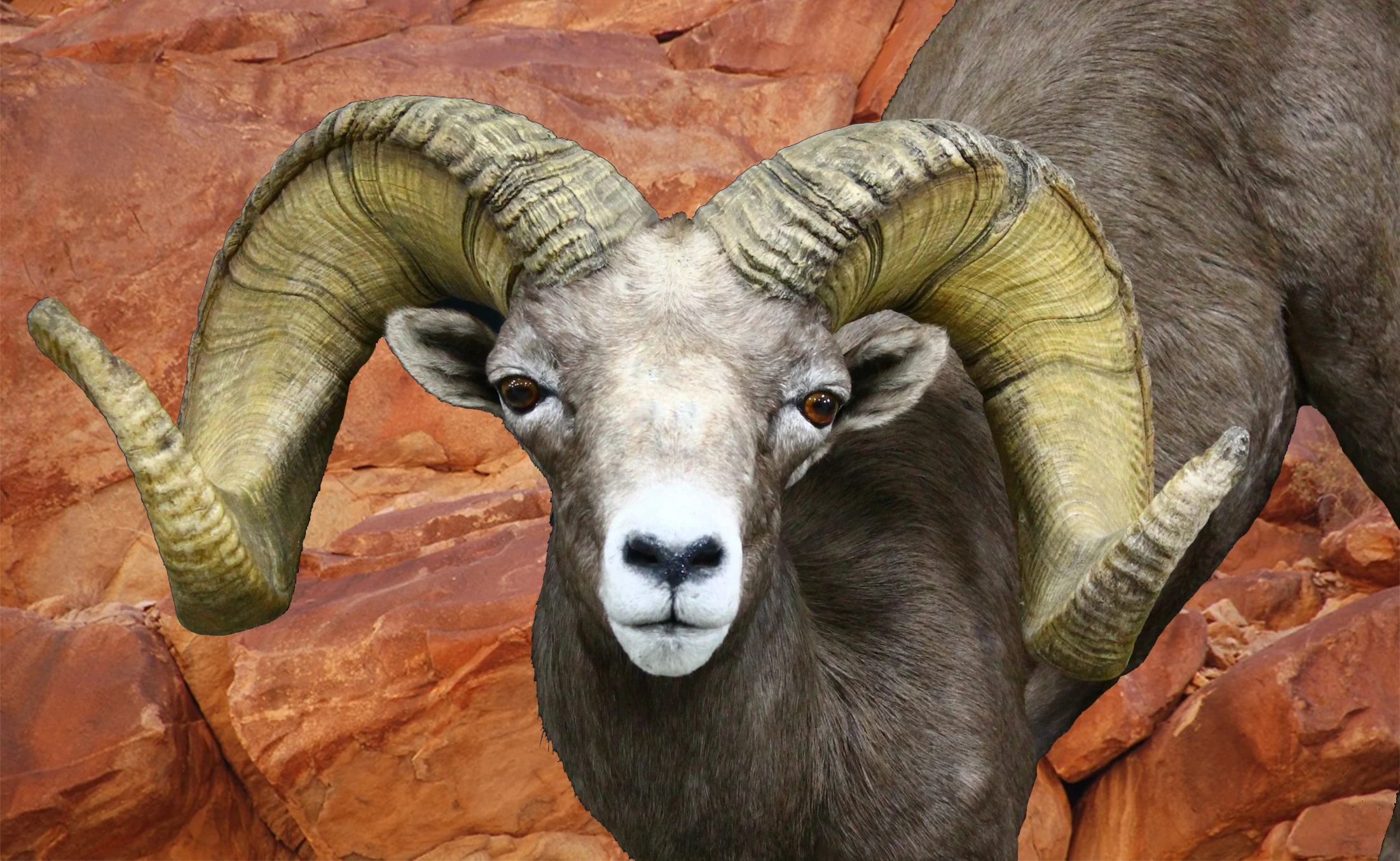 Desert Sheep 1 Close Up.jpg