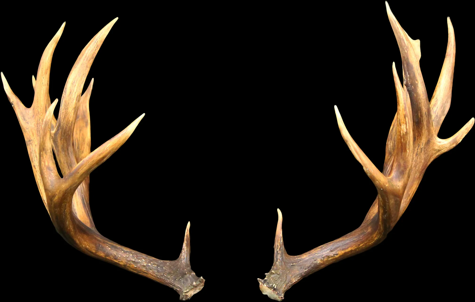 Blacktail Antlers 208 1/8 Oregon — WILDLIFE RECAPTURE TAXIDERMY