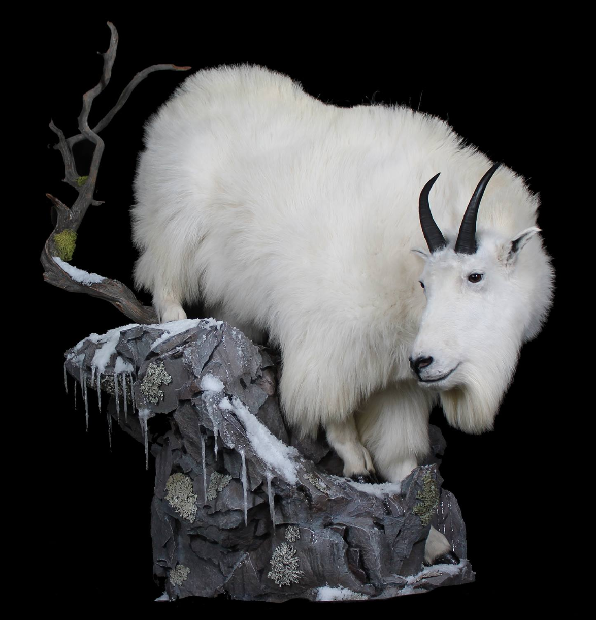 Mountain Goat Taxidermy.png