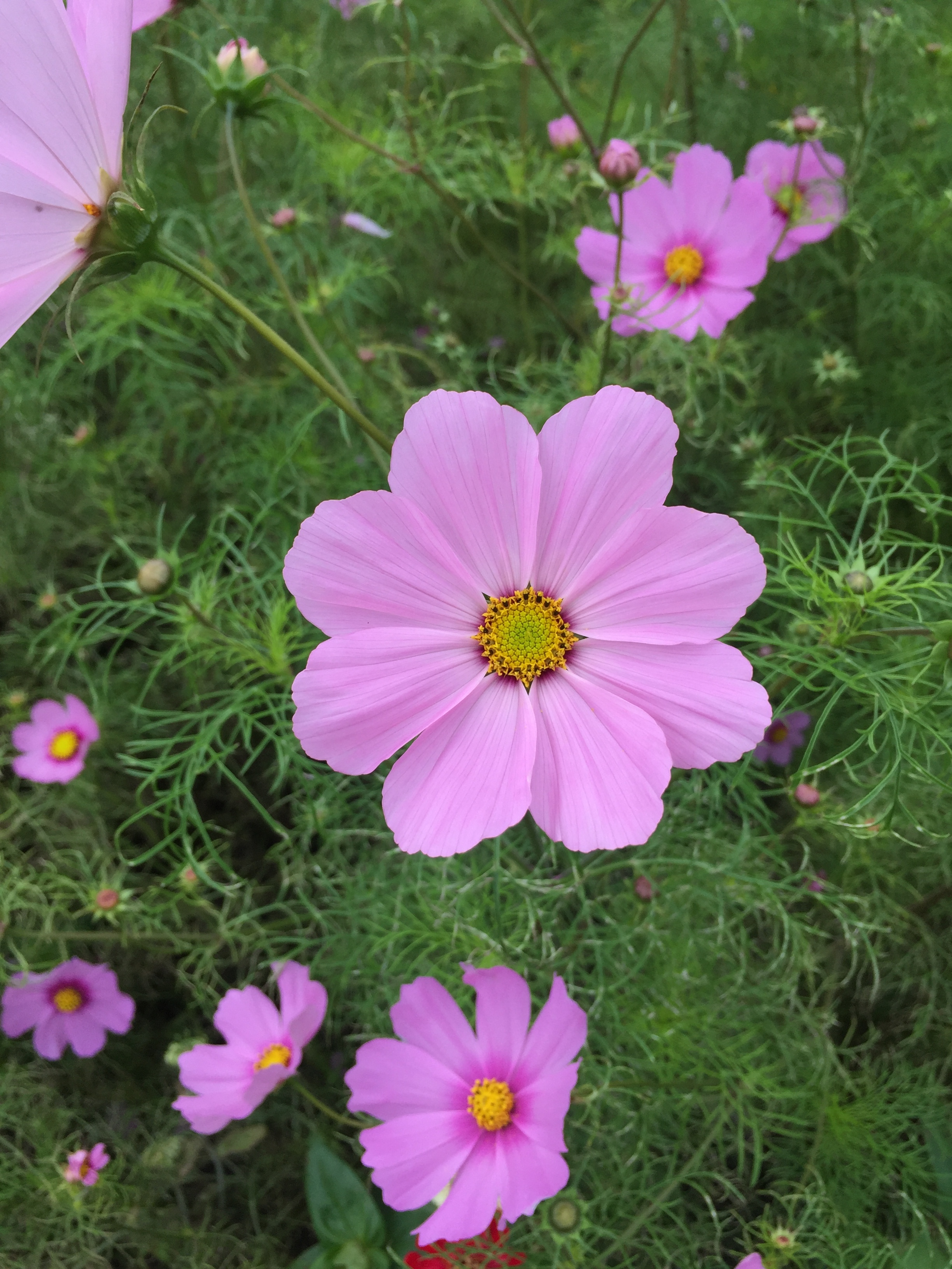 Can a Bridezilla be tamed?