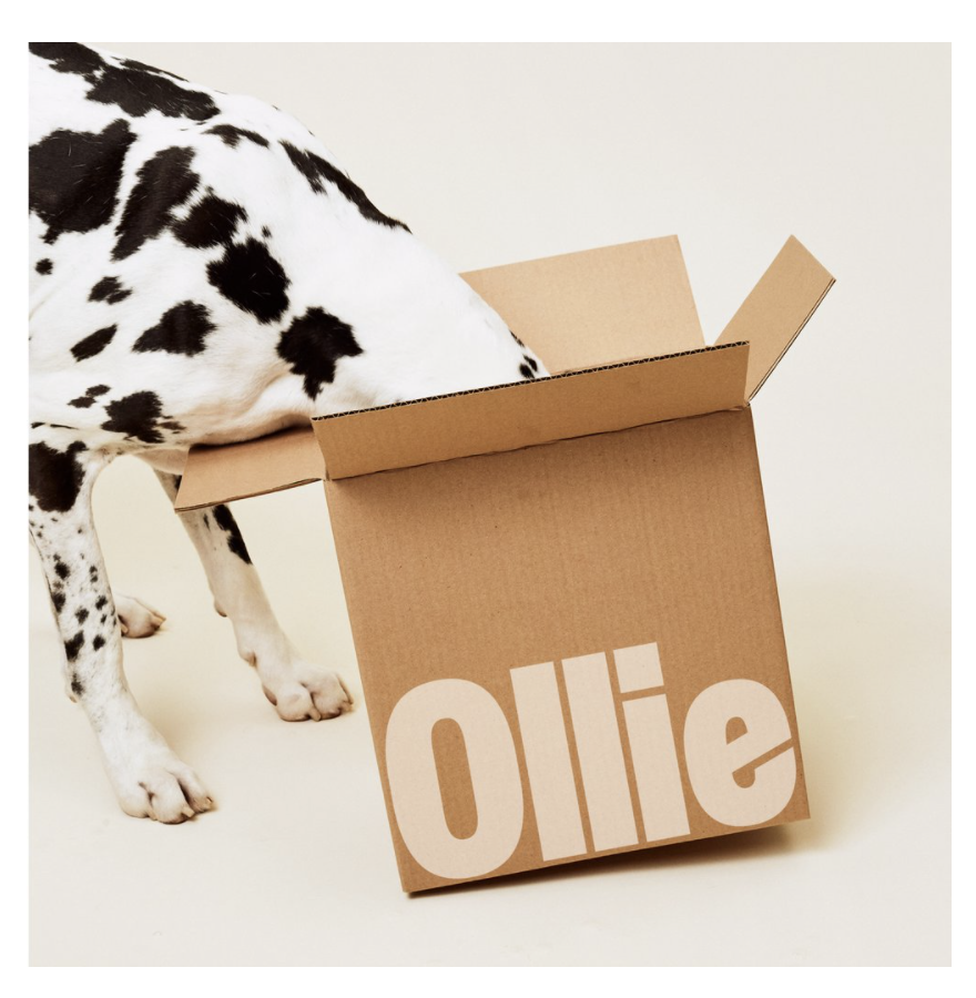Ollie-doginbox.png