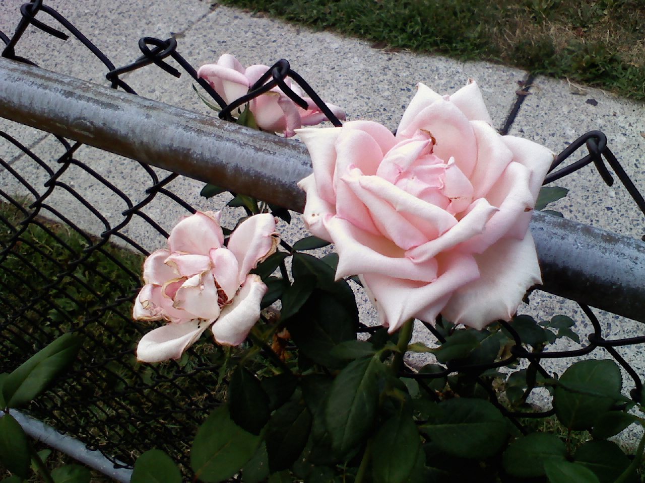 Curbside - Gumeny 01.jpg