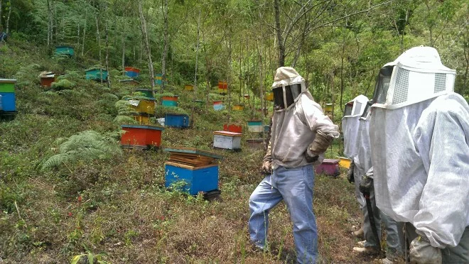 Training for current and new beekeepers empowers producers to develop and strengthen an alternative source of nutrition and income for their families.