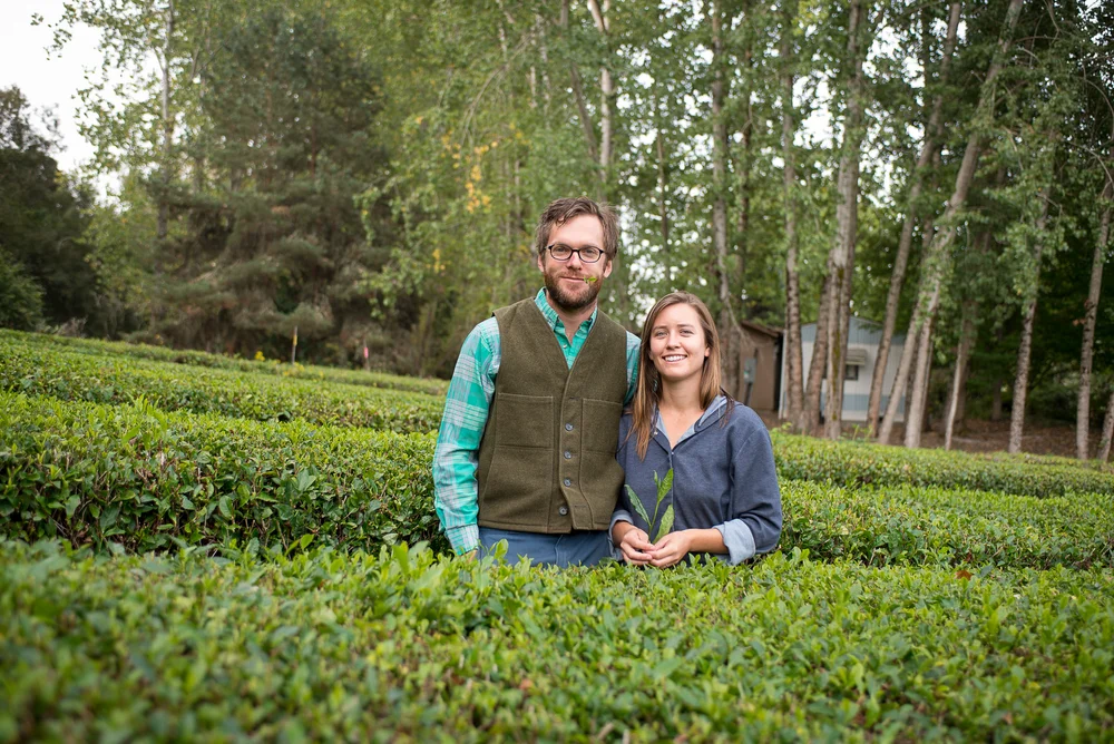 Tea Plantation Farming