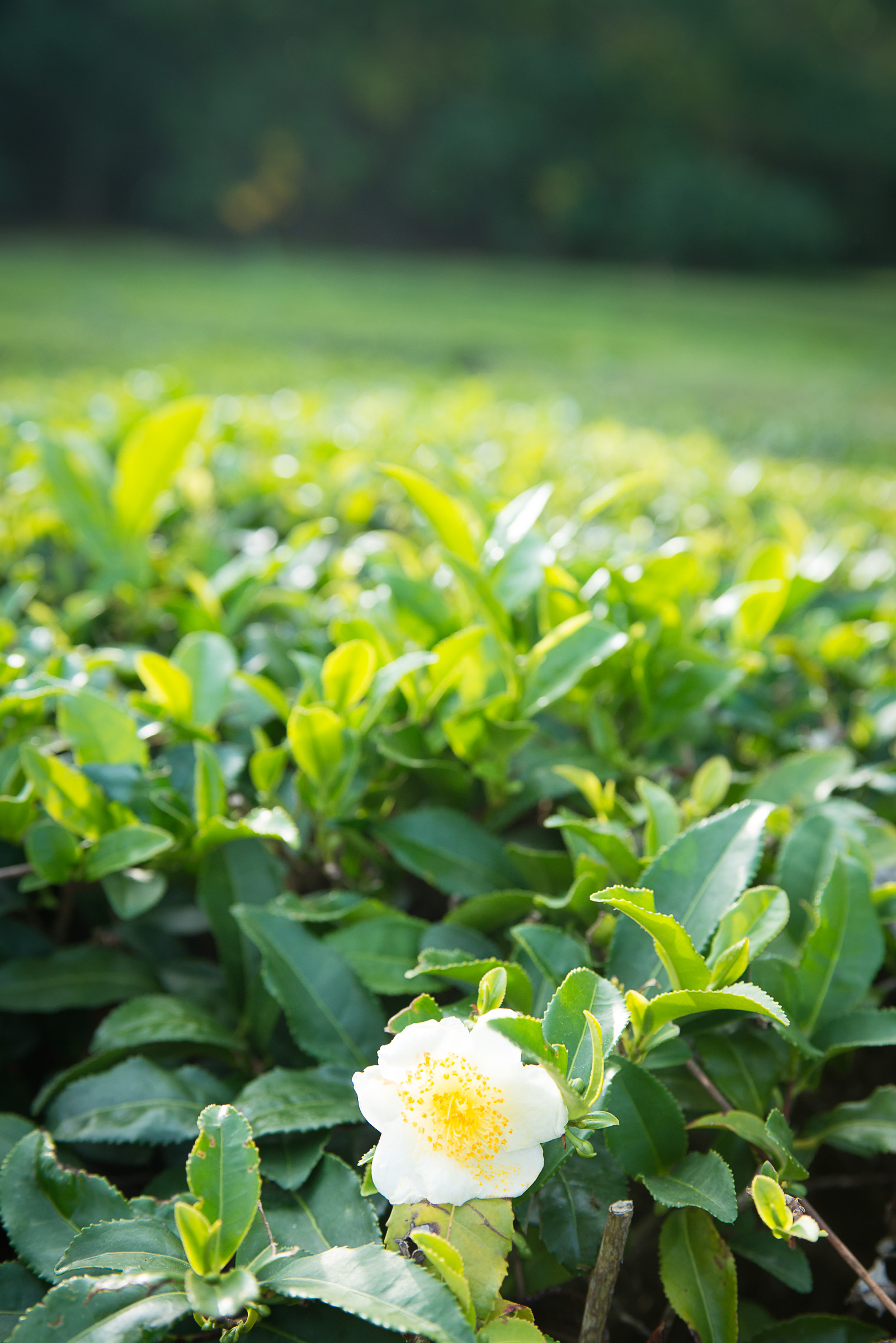 February – HTA Plant of the Moment - Camellias for early colour