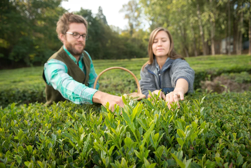Grow Tea — Minto Island Tea Company