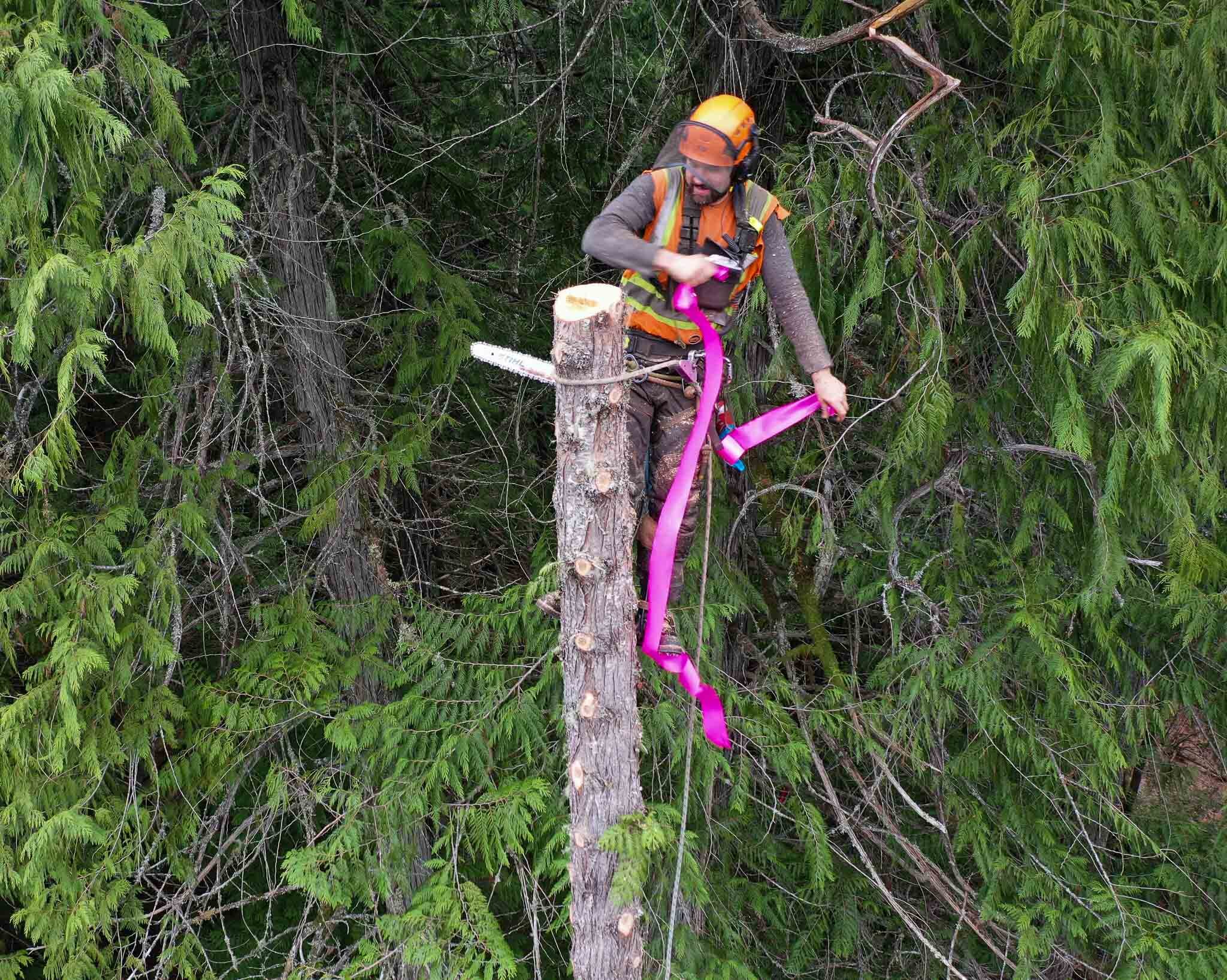 lizzie-bay-logging-people-3.jpg