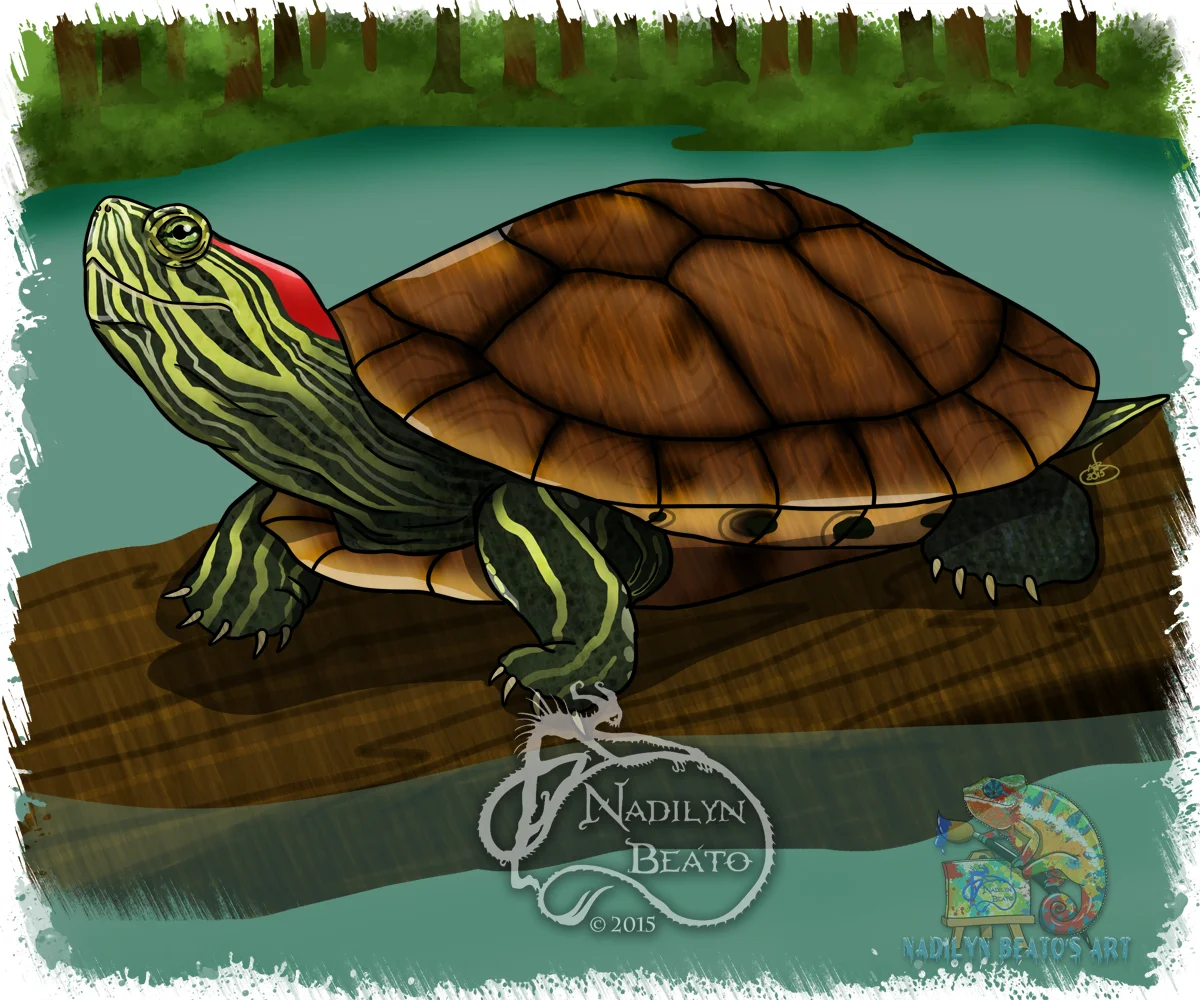 Red Eared Slider 