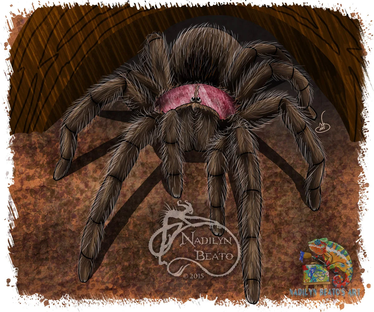 Chilean Rose Hair Tarantula 