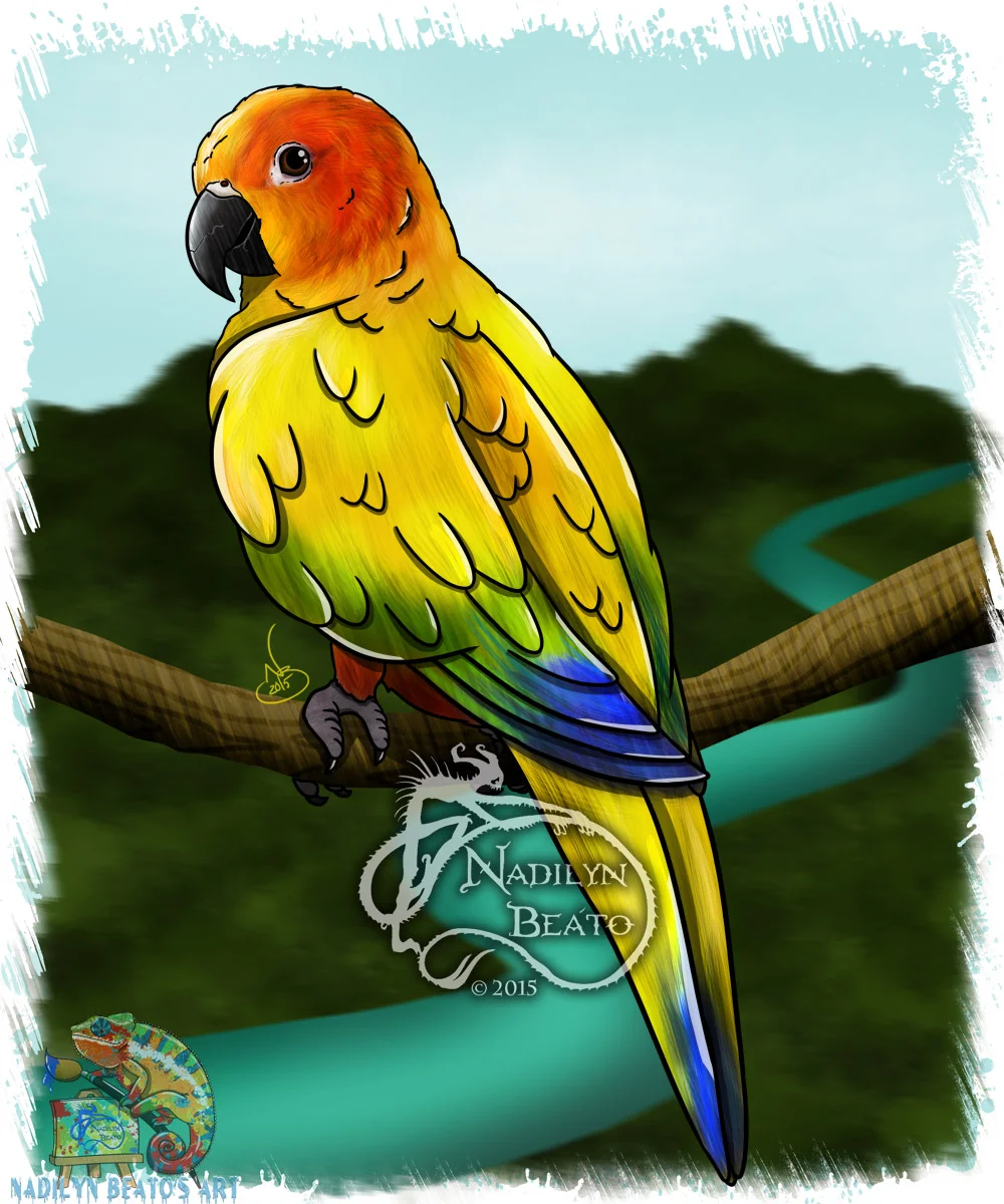 Sun Conure 