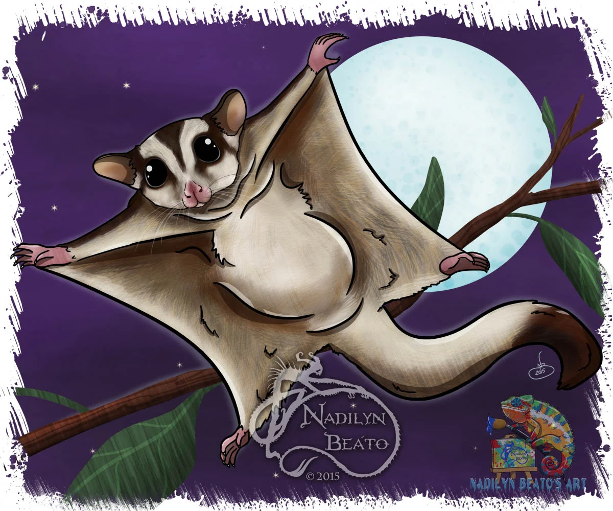 Sugar Glider