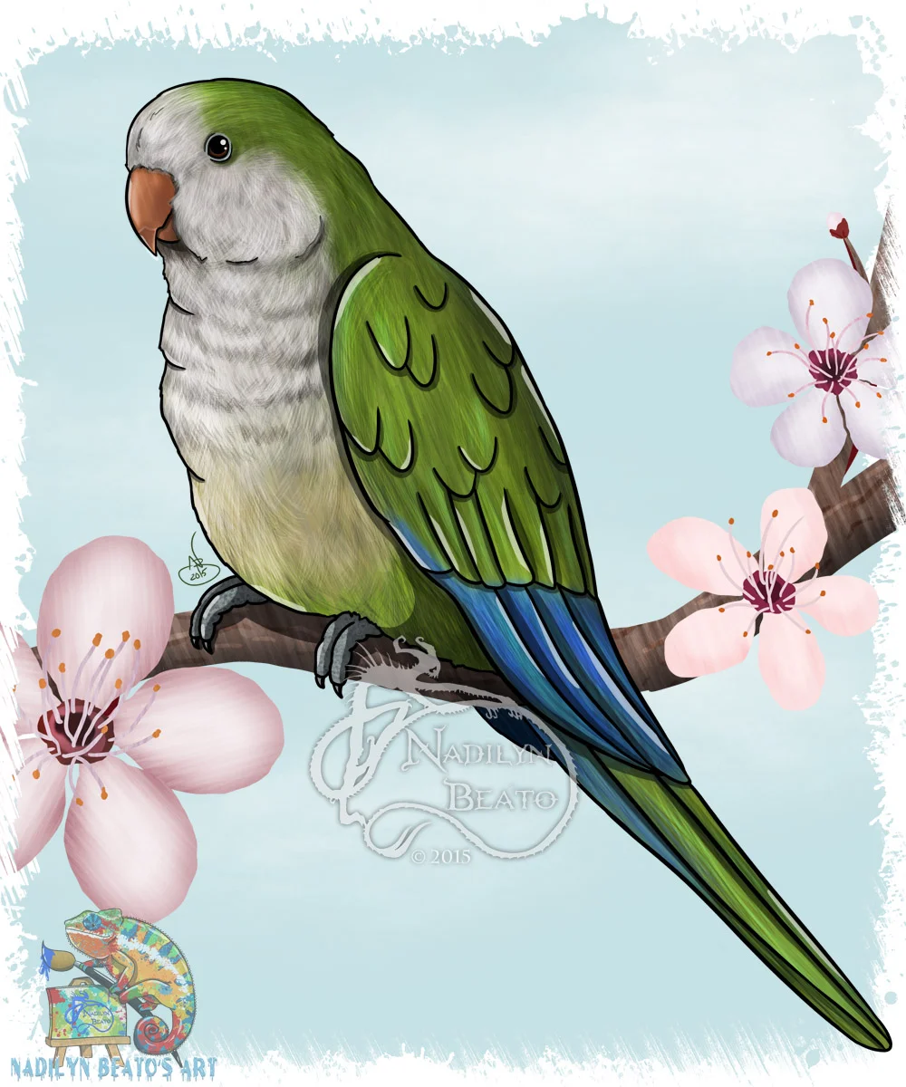 Quaker Parrot 