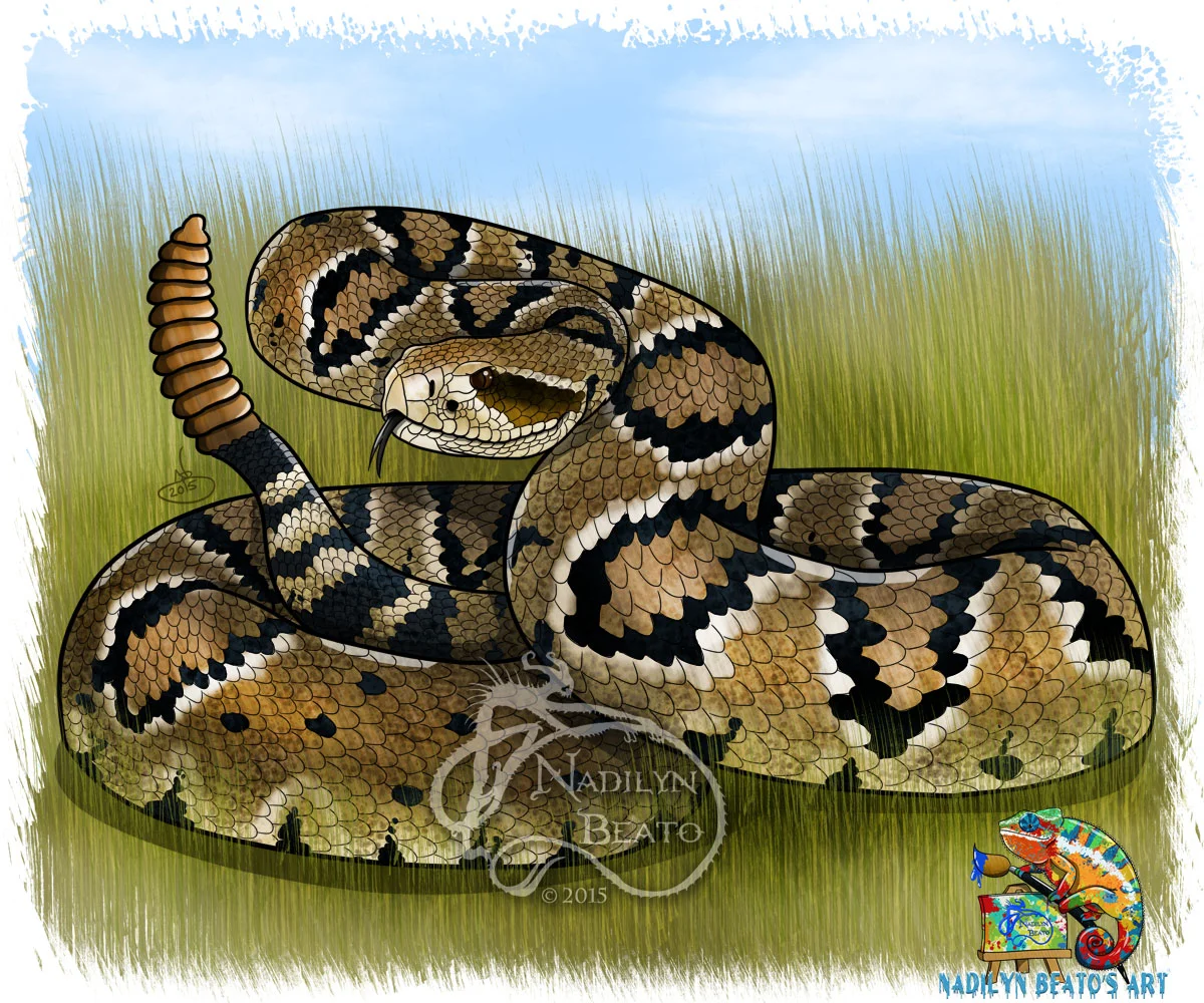 Eastern Diamondback Rattlesnake 