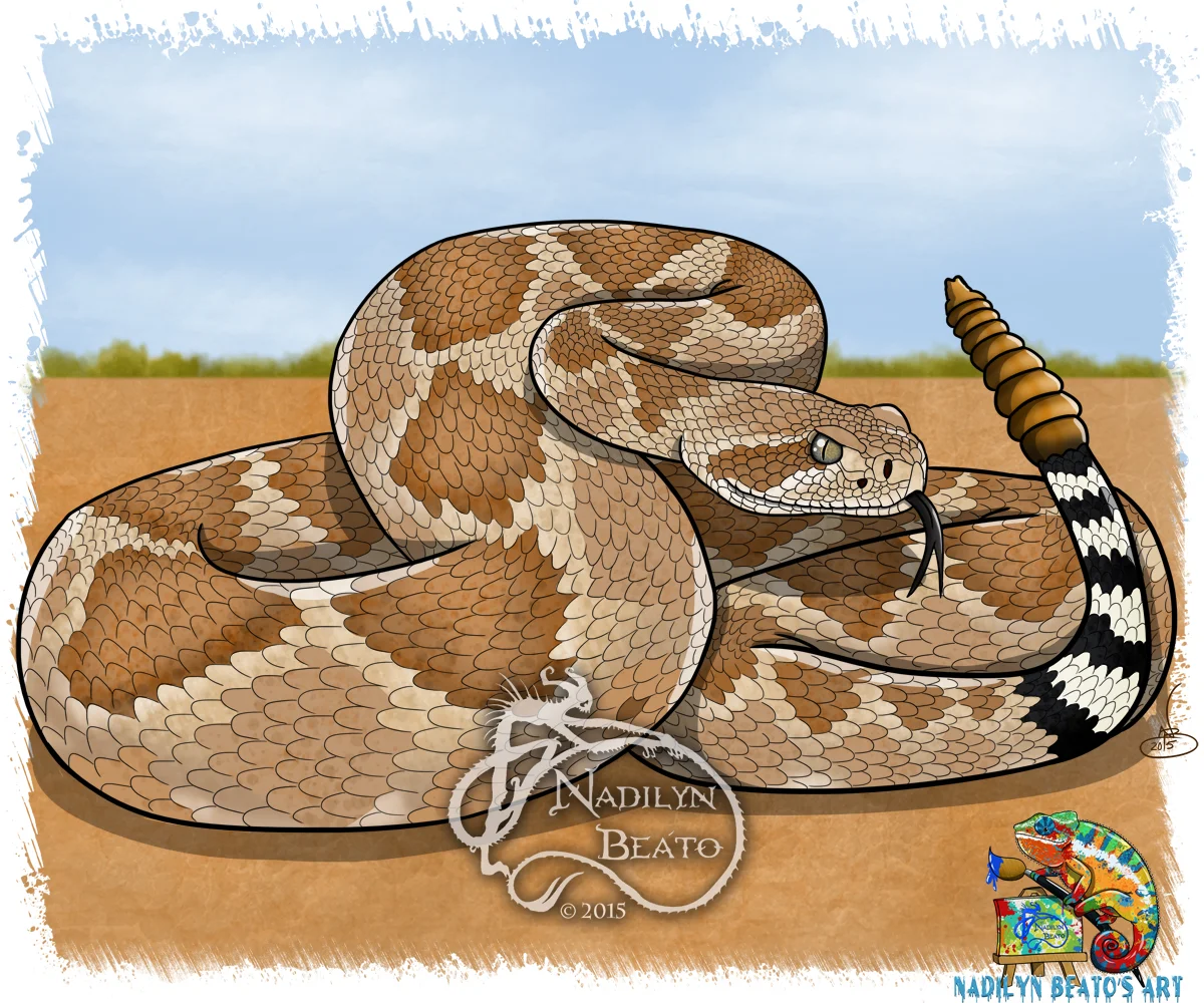 Western Diamondback Rattlesnake 