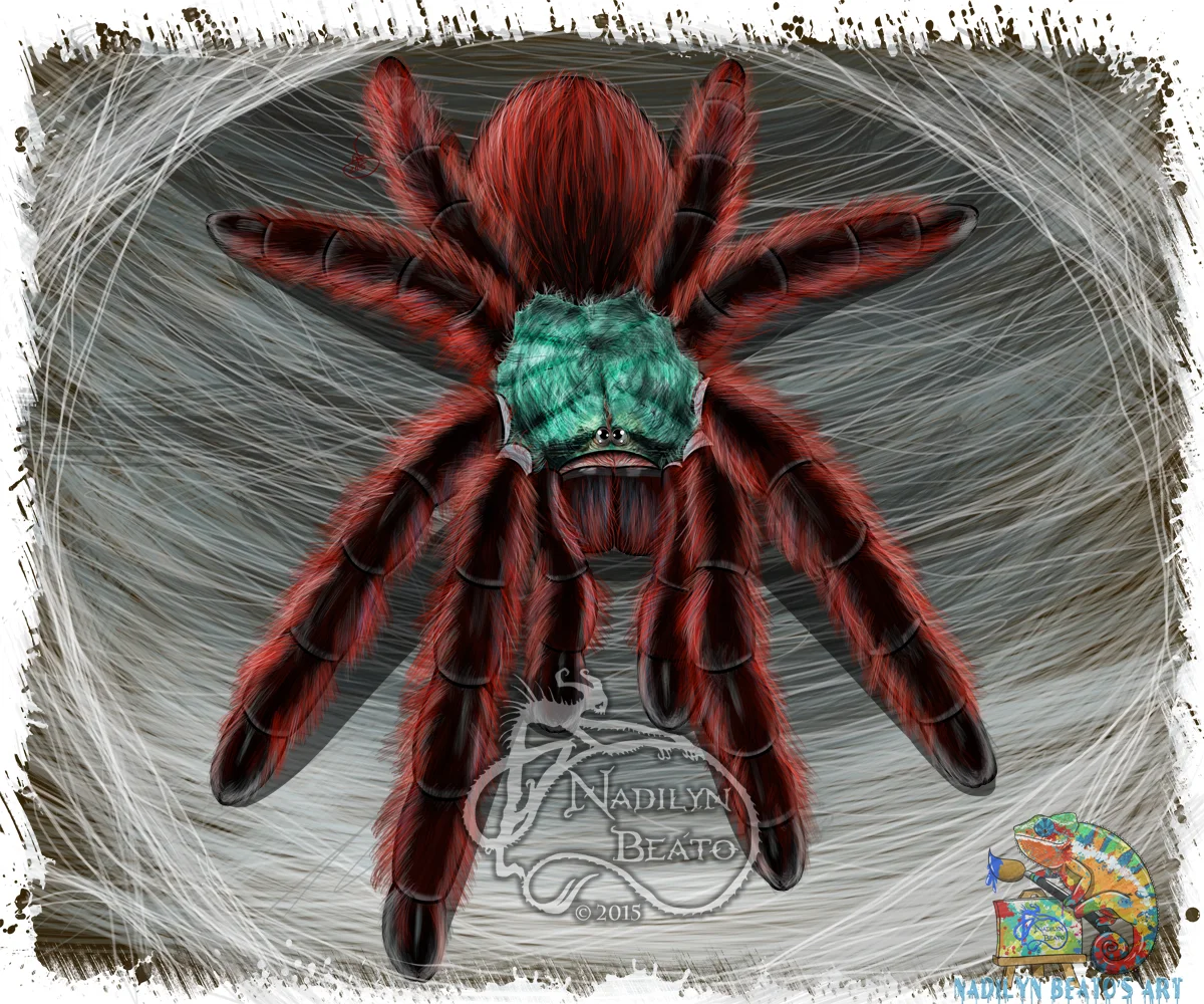 Avicularia versicolor