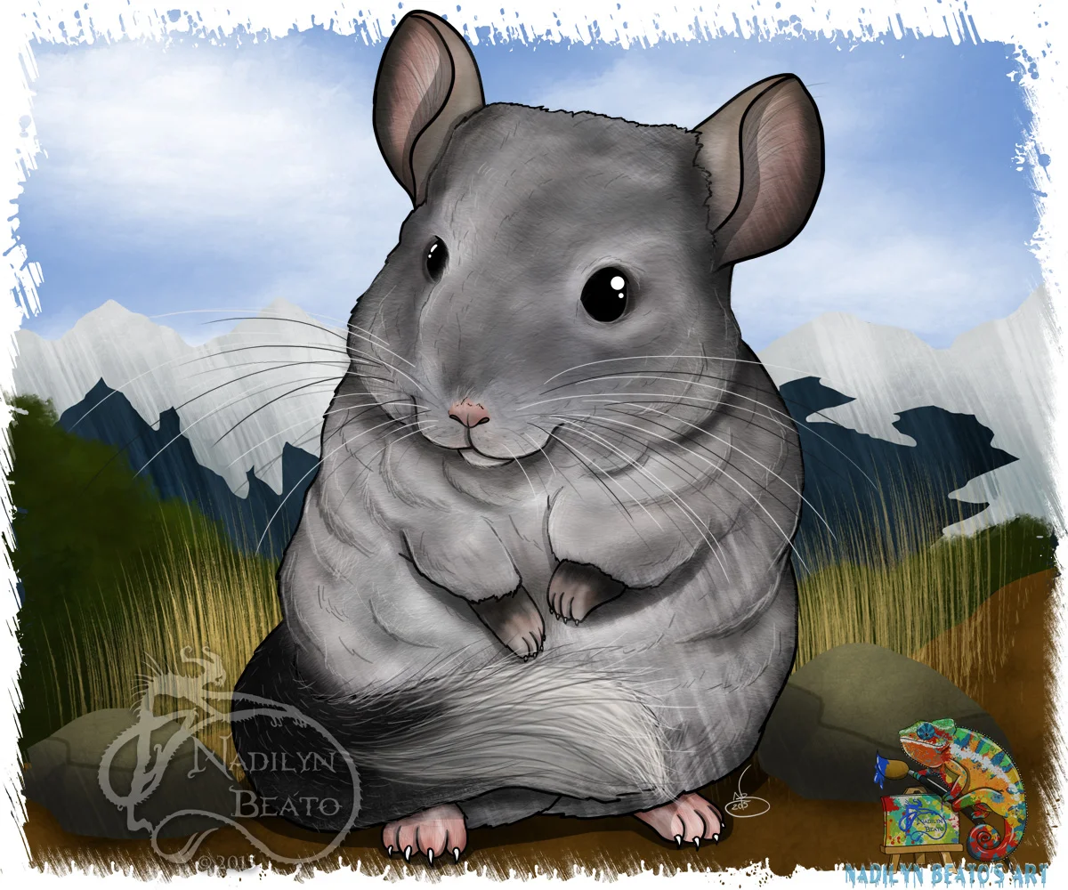 Chinchilla 
