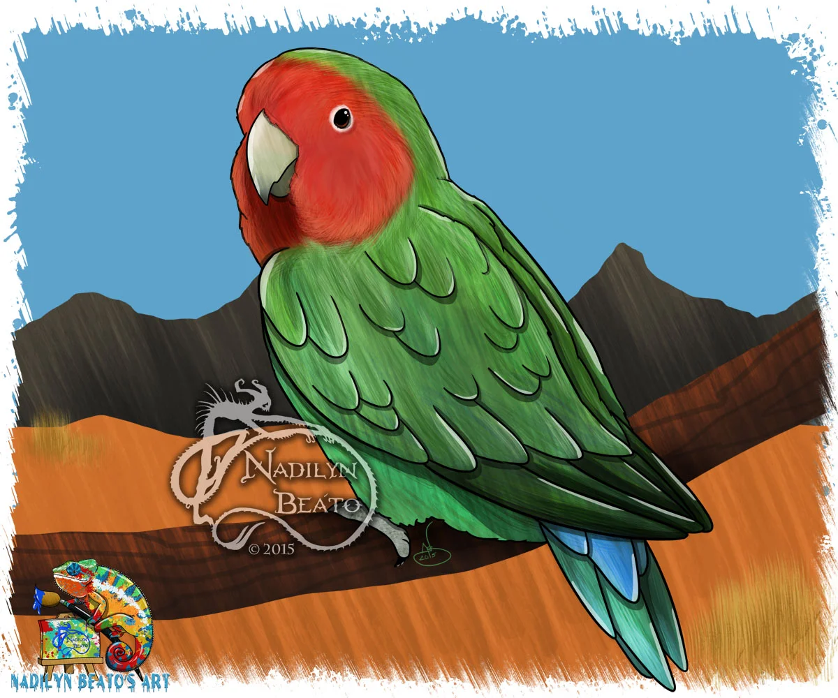 Rosy Faced Love Bird