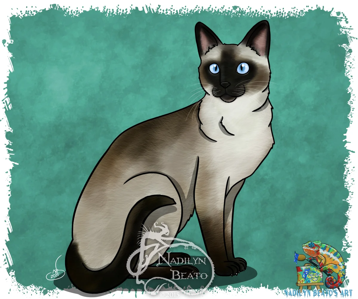  Siamese Cat