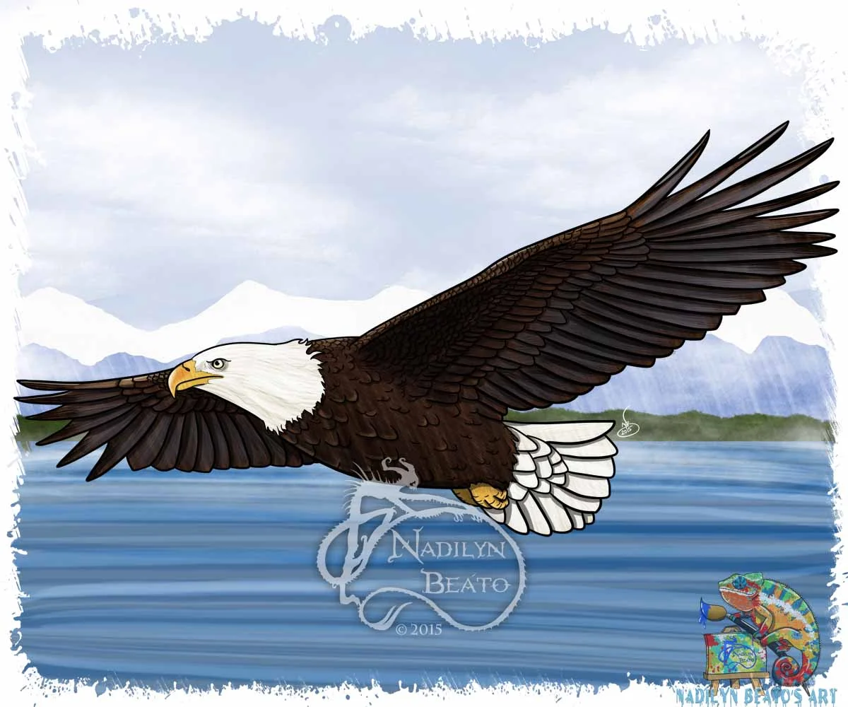 Bald Eagle 