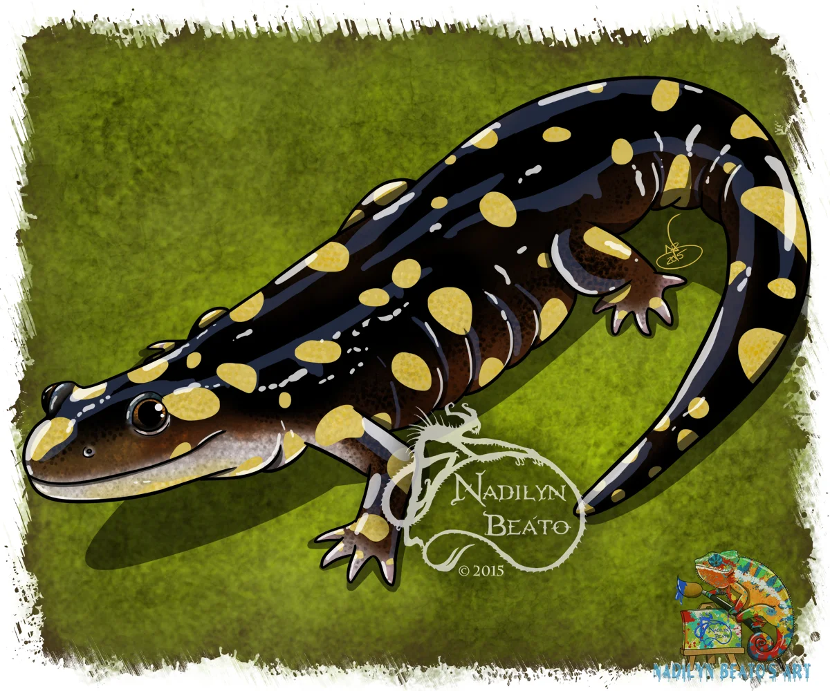 California Tiger Salamander 